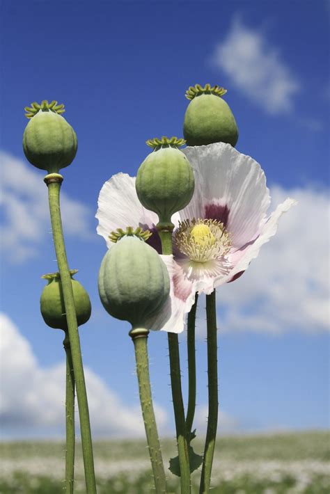 Opium Poppy Information: Learn About Opium Poppy Flowers