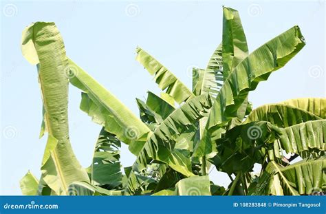 Banana tree leaves stock photo. Image of farm, nature - 108283848