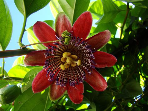 Passion fruit flower 3 Free Photo Download | FreeImages