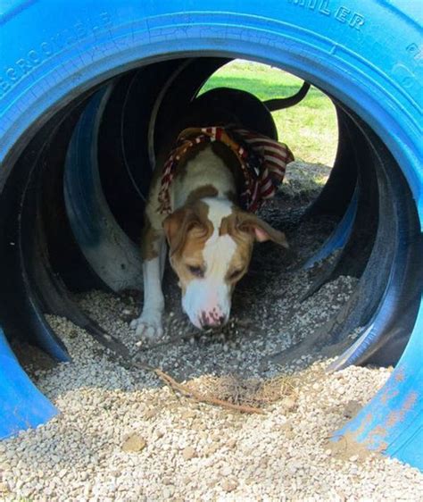 34 Simple DIY Playground Ideas For Dogs | Home Design And Interior ...