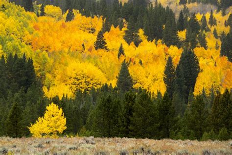 Quaking Aspen - Populus Tremuloides | Decidous Trees | Cold Stream Farm