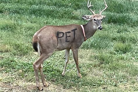 Whitetail Deer Wearing Collar and Marked "PET" Spotted in MO | Field & Stream