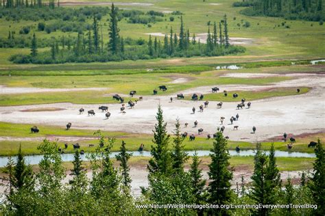 Wood Buffalo National Park | Natural World Heritage Sites