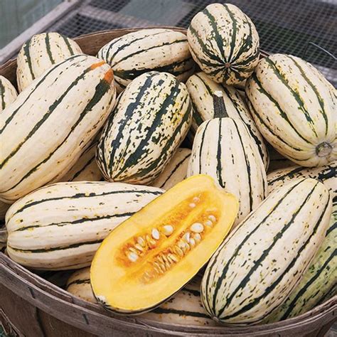 Heirloom Organic Delicata Winter Squash Seeds AKA Sweet | Etsy