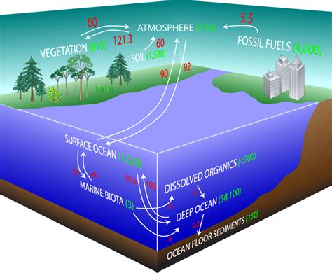 CARBON SINK: anything that absorbs more carbon that it releases, example include forests, soils ...