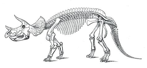 T Rex Skeleton Coloring Page - BubaKids.com