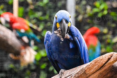 Beautiful blue parrot 19914655 Stock Photo at Vecteezy