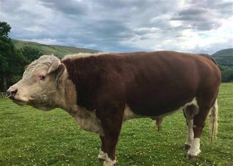 Miniature Hereford Cattle For Sale | SellMyLivestock - The Online ...