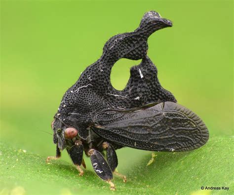 Treehopper, Cladonota sp., Membracidae | Weird insects, Macro photography insects, Beautiful bugs