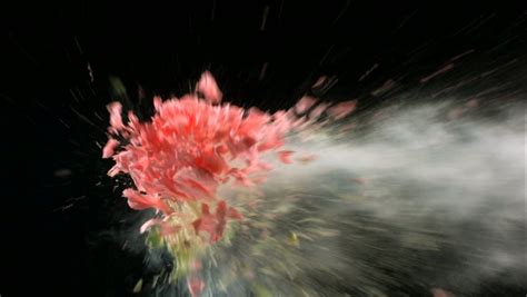 Image result for flowers exploding slow motion | Image, Flowers, Painting