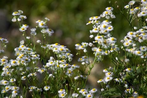 Free stock photo of flora, floral, flower wallpaper