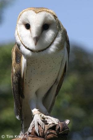 Barn Owl Facts - NatureMapping