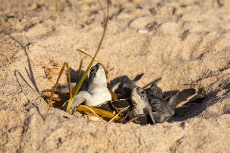 Sea Turtles Find Sanctuary for Nesting at Disney’s Vero Beach Resort | Disney Parks Blog