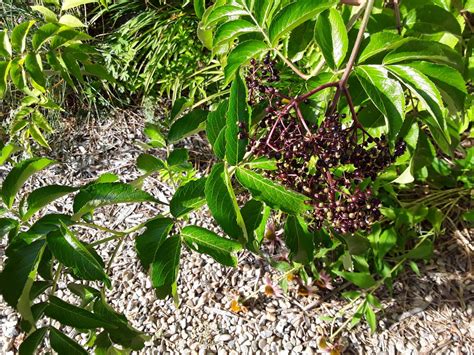 4 Easy Ways to Propagate Elderberry Plants - Dengarden