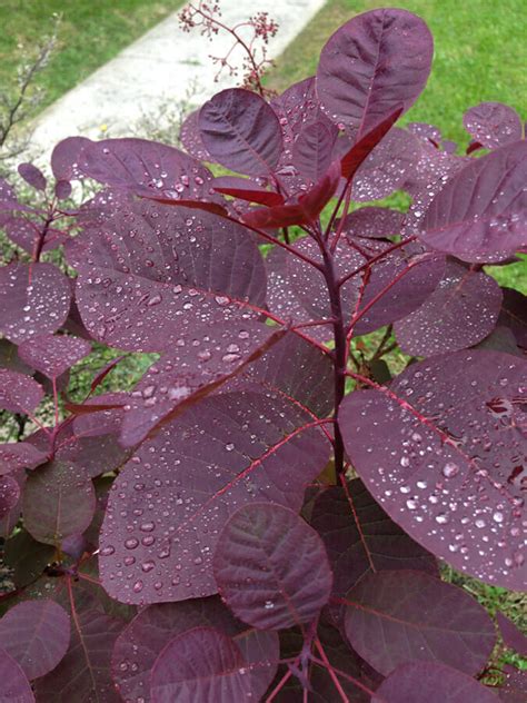 Purple Smoke Bush - Hello Hello Plants & Garden Supplies