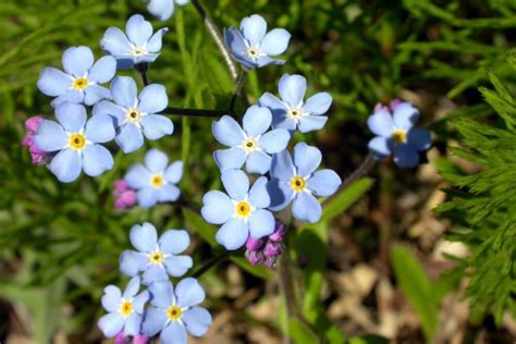 Our Favorite Alaska Wildflowers