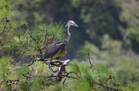 White-Bellied Heron Tour – Get Into Bhutan