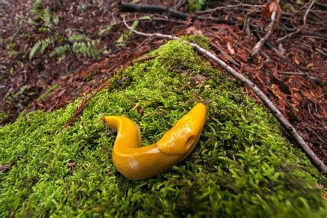 The Life and Times of a Banana Slug - Sempervirens Fund