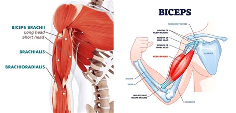 Bicep Curls: El Paso's Chiropractic Fitness Clinic