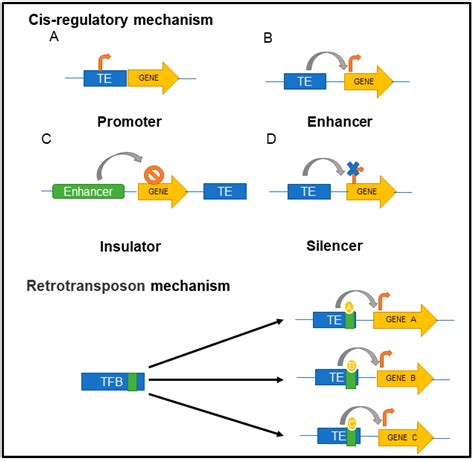 IJMS | Free Full-Text | Role of Transposable Elements in Genome Stability: Implications for ...