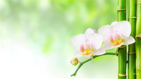 Orchid Bamboo (#340160) - HD Wallpaper & Backgrounds Download