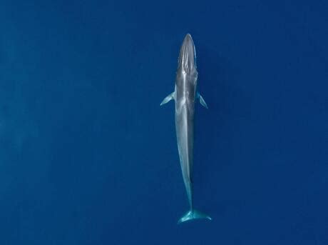 Fin Whale Size