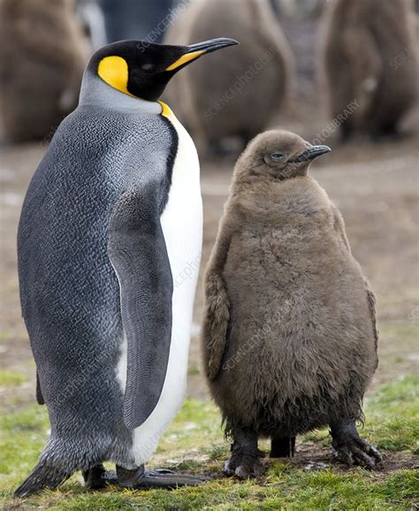 King penguin and chick - Stock Image - Z808/0252 - Science Photo Library