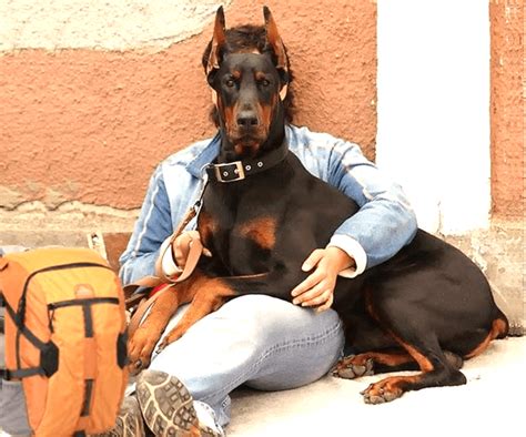 Why Doberman Pinscher Are Controversial - HubPages