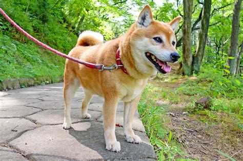 The Best Japanese Dog Names with Meanings and Popularity