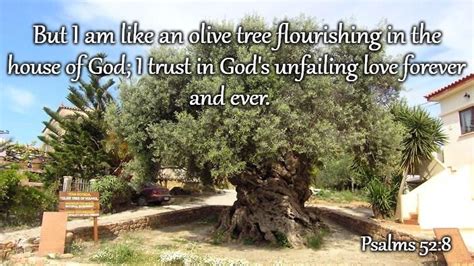 Psalms 52:8 I Am Like An Olive Tree (Picture Of Oldest Olive Tree In the World In Crete 3000 ...