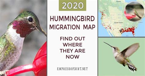 2023 Hummingbird Migration Map (Find Out When to Expect Them ...