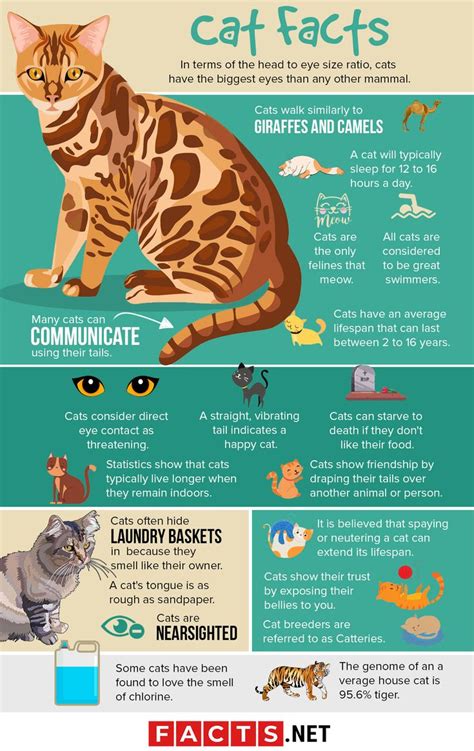 Cat facts, Cat infographic, Cats