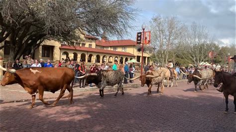 Fort Worth, TX/ The Herd/ Cattle Drive!!! In The Stockyard District!!!🐂 ...