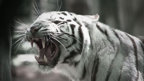 White Tiger Wallpapers - Wallpaper Cave