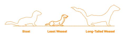 Least Weasel (Mustela nivalis) Dimensions & Drawings | Dimensions.com