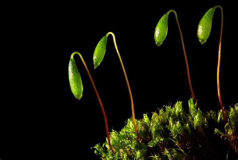 Moss sporophytes - a gallery on Flickr