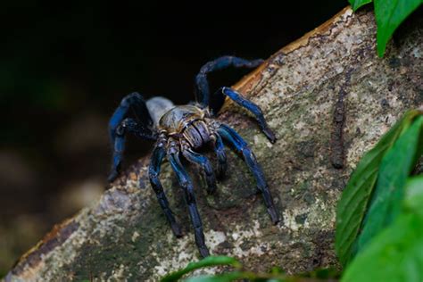 Haplopelma lividum, Cobalt blue tarantula - Kaeng Krachan … | Flickr
