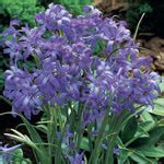 Shop Fall Bulbs - Spring-Flowering Bulbs for Sale | Breck's