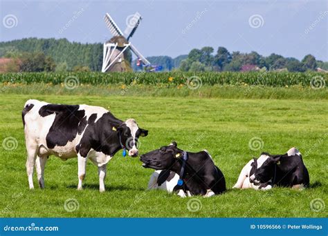 Vaches Dans Une Prairie Dans La Campagne Photo stock - Image du pré ...