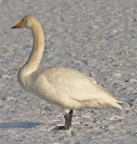 Whooper Swan photos and wallpapers. Collection of the Whooper Swan pictures