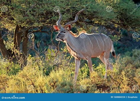 Kudu Antelope in Natural Habitat Stock Photo - Image of antelope ...