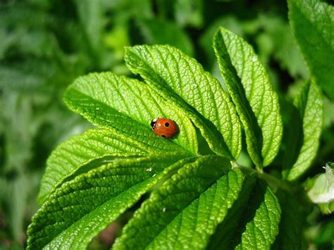 One ladybug on the leaf, one, ladybug, green, leaf, nice HD wallpaper ...