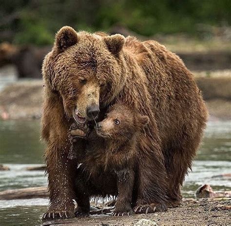 Mom & Baby Bear!! | Brown bear, Animals wild, Baby animals