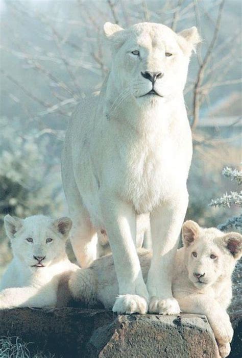 Albino Lioness and Cubs | Deadly animals, Animals, Animals beautiful