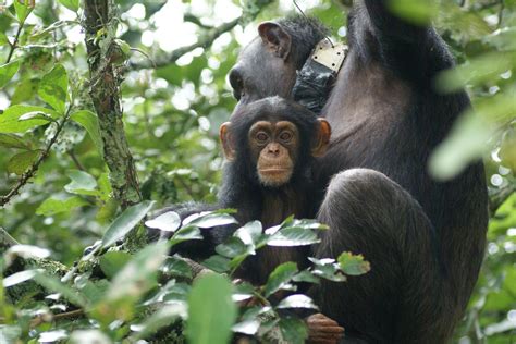 Pin on Chimpanzees