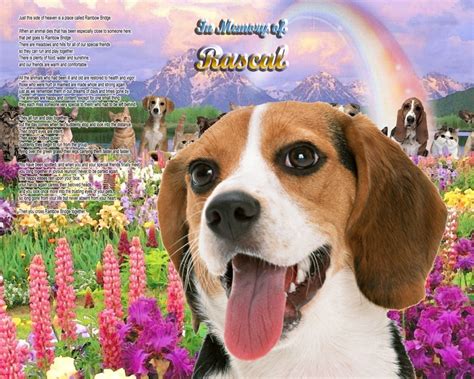 Beagle Dog Memorial at Rainbow Bridge Dog Memorial - Etsy