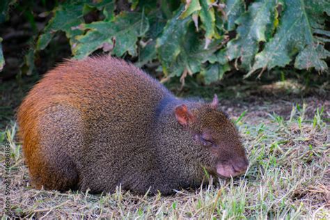 Closeup of the agouti, common agouti is any of several rodent species ...