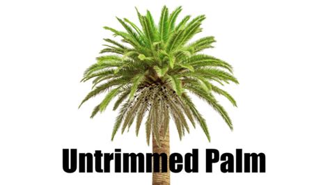 Trimming Palm Trees - How to Trim Palms Lawn Care