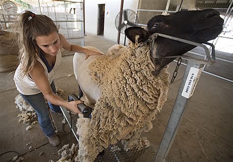 Sheep Shearing | PolyCentric