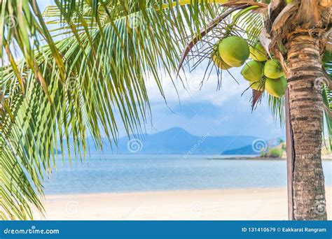 Coconut Tree and Beautiful Sand Beach Stock Image - Image of paradise, blue: 131410679